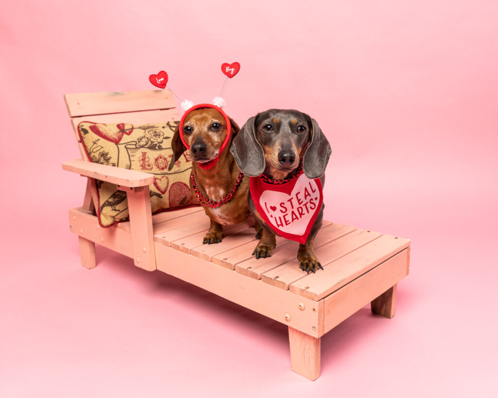 Valentine's Mini Session: two small dogs sitting on a bench wearing valentine's garb 