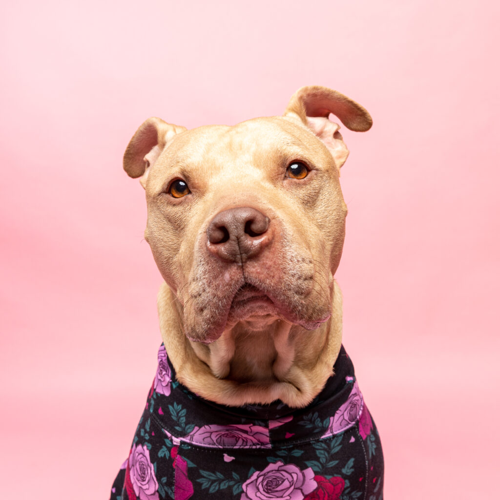Valentine's mini session: pitbull dog on pink background wearing a shirt with roses on it