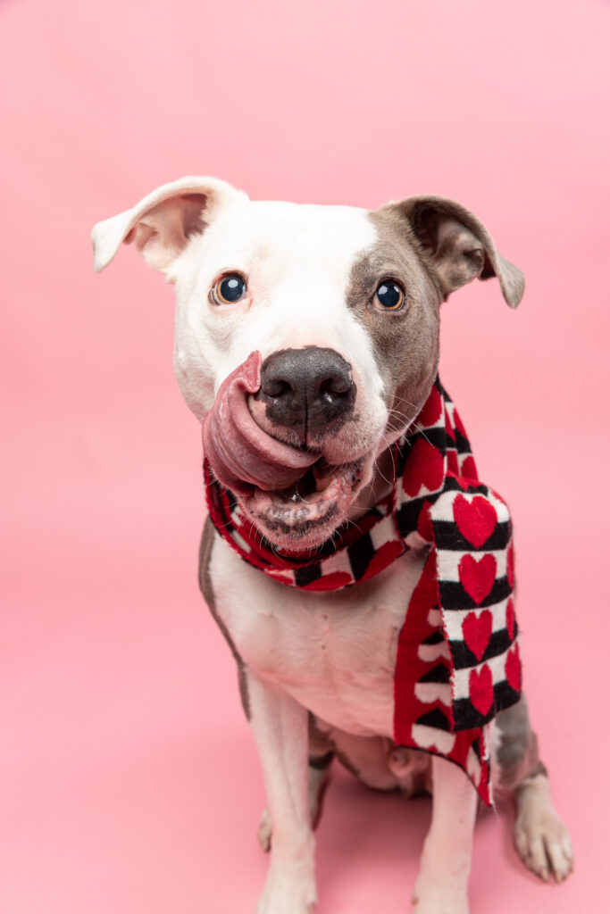 Valetine's mini session: pitbull dog on pink background wearing a heart scarf