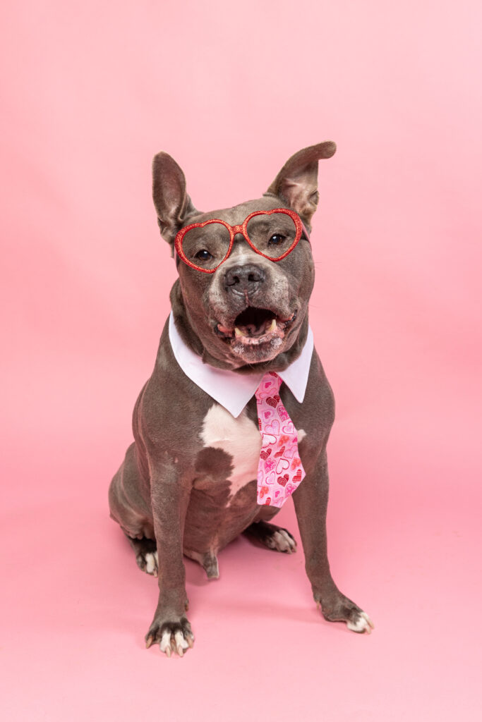 Valentine's mini session: pitbull sitting on a pink back drop and wearing a Valentine's outfit