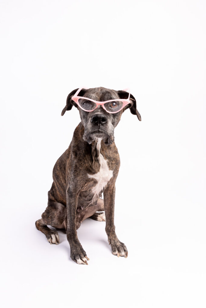 dog wearing glasses northeast ohio
