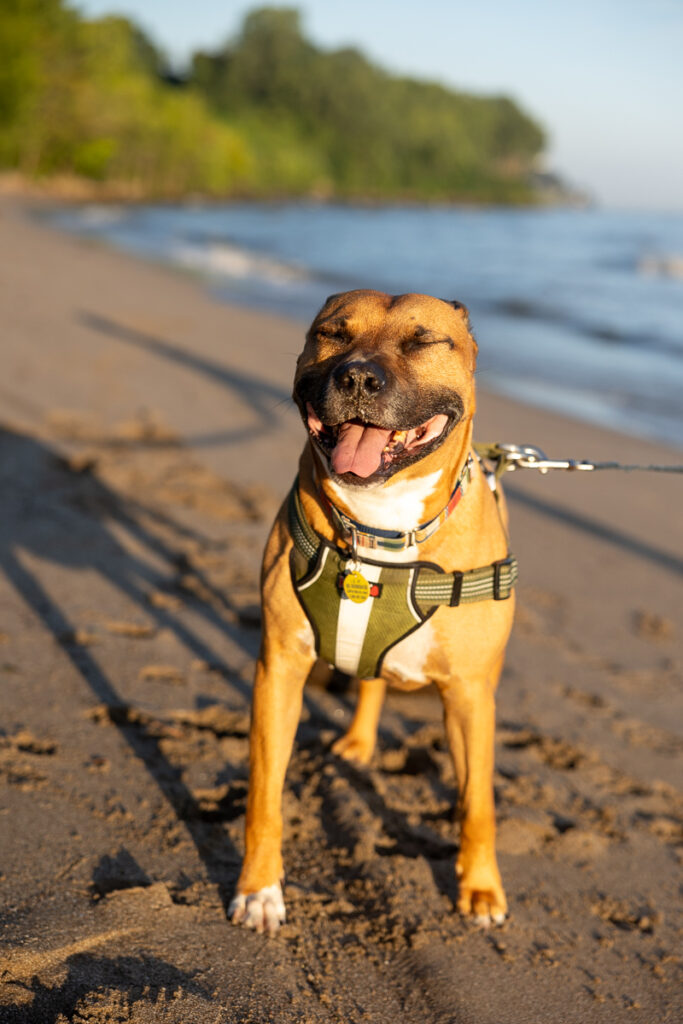 A tan dog is standing on a beach, with the sun in his face. He is squinting.