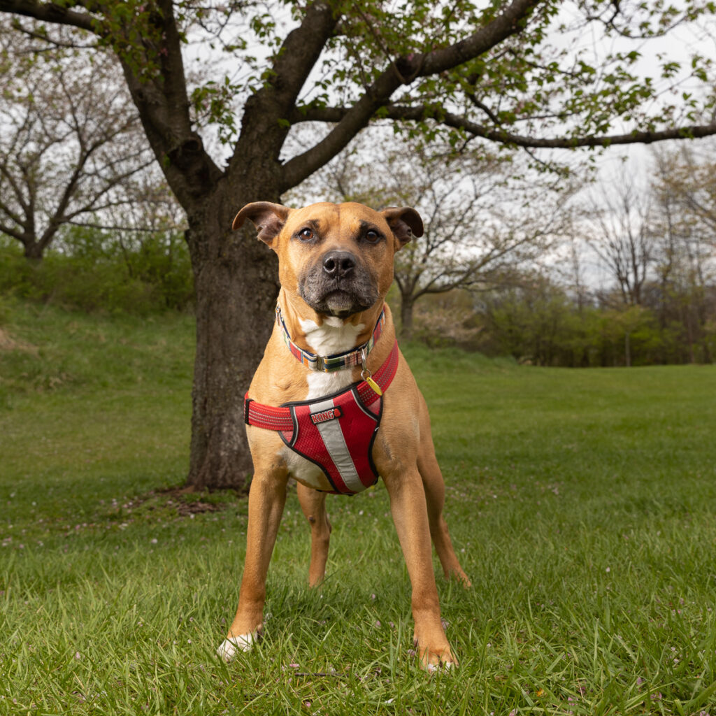 A tan dog is standing by a tree and photographed at his level
