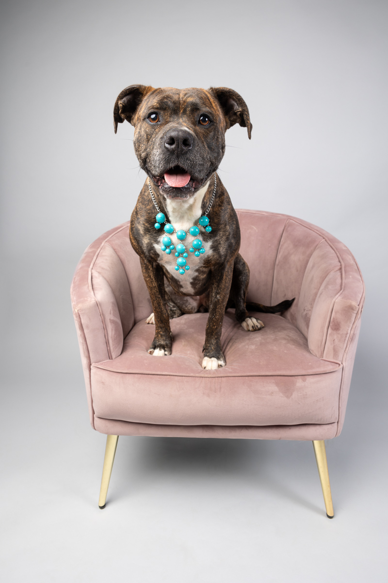 Pet Photos: Top 5 Tips for Getting Better Images of Your Pet