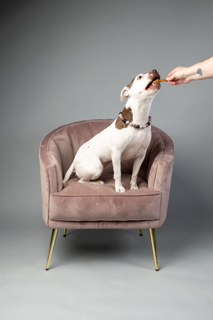 A white dog sits on a pink chair. A hand is coming in from camera right with a pretzel stick.