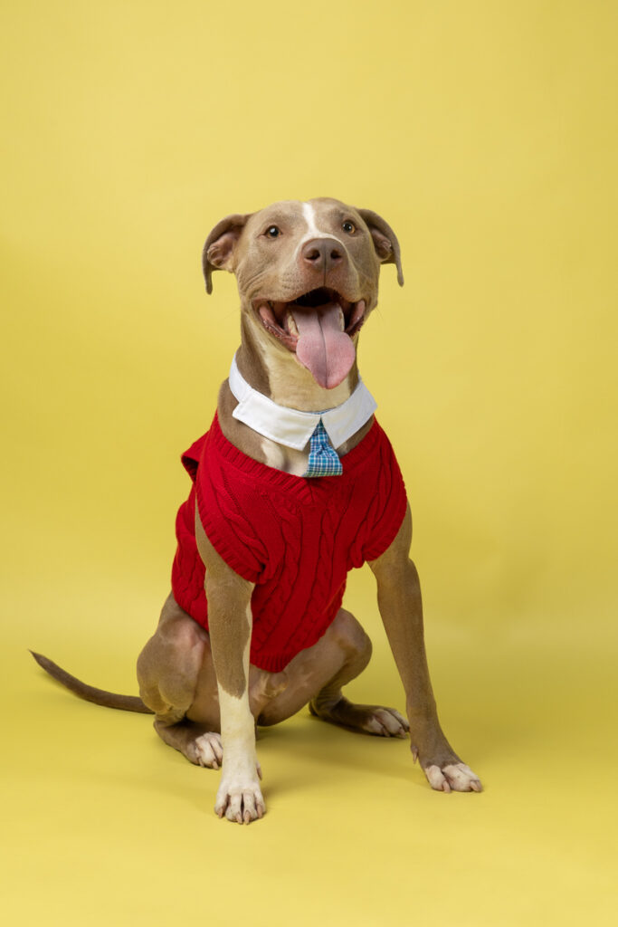 A tan dog wearing a red sweater vest is sitting on a yellow backdrop