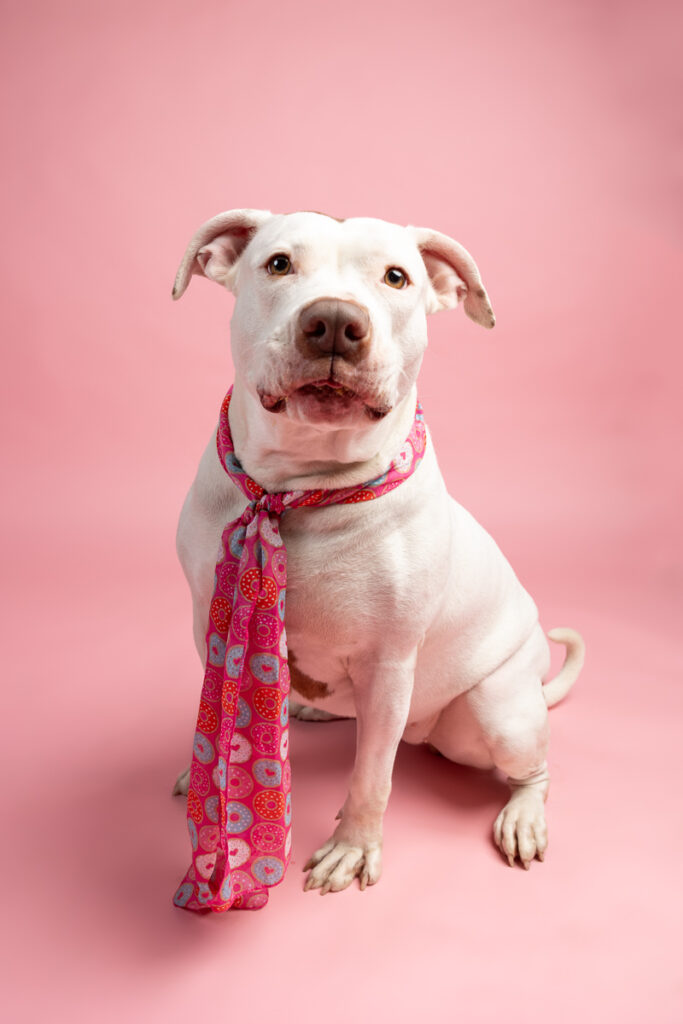A white dog wearing a donut scarf is sitting on a pink backdrop