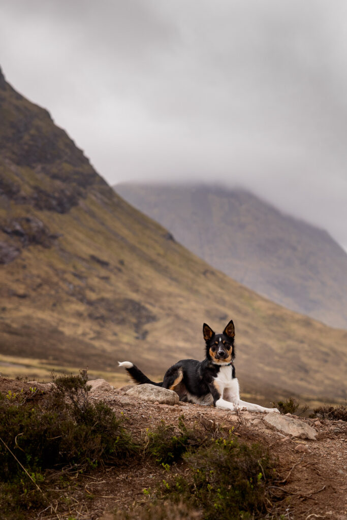 A shepherd type dog is lying in front of a mountain range in Glencoe, Scotland