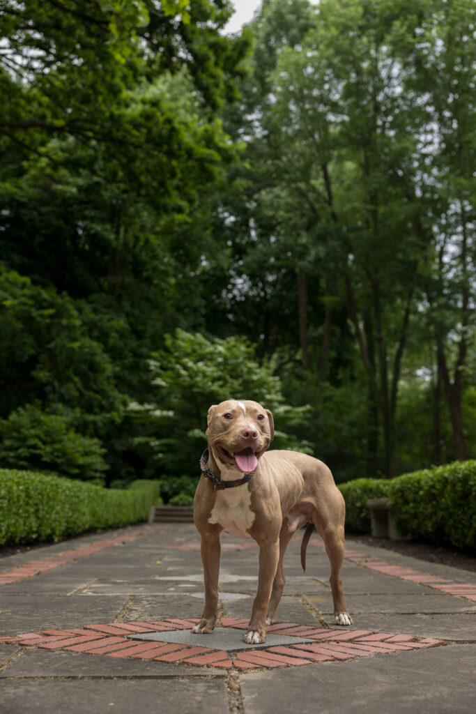 Outdoor photography Northeast Ohio: Tan pitbull is standing in the middle of a path surrounded by trees at the Cleveland Cultural Gardens
