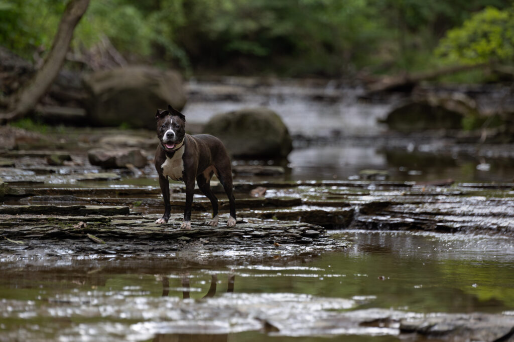 Black pitbull stands in the creek at Bridal Veil falls