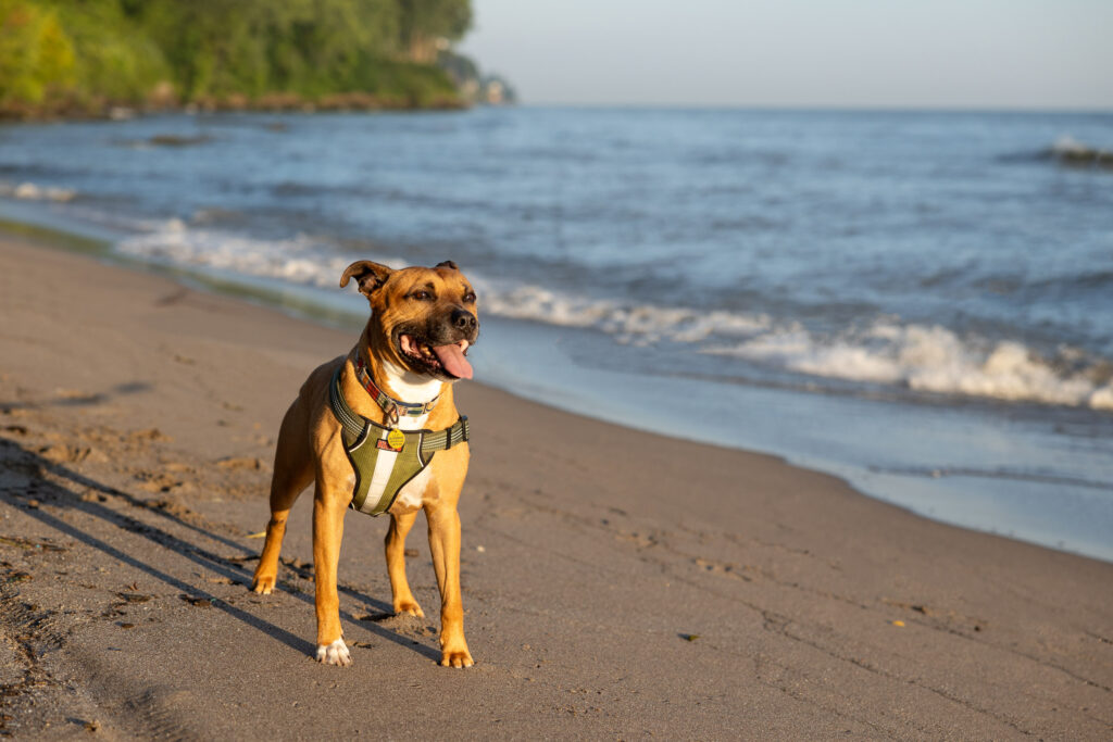 Brown pitbull on sand by Lake Erie Edgewater beach in Cleveland Ohio