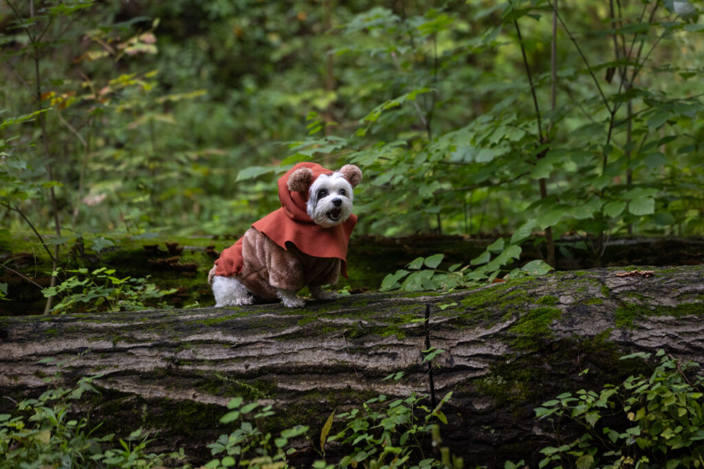 Small white dog sits on a log surrounded by woods at Bridal Veil Falls