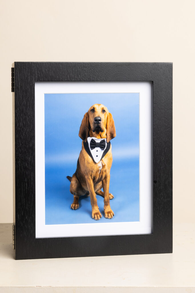 Black folio box featuring a bloodhound wearing a tuxedo on a blue backdrop