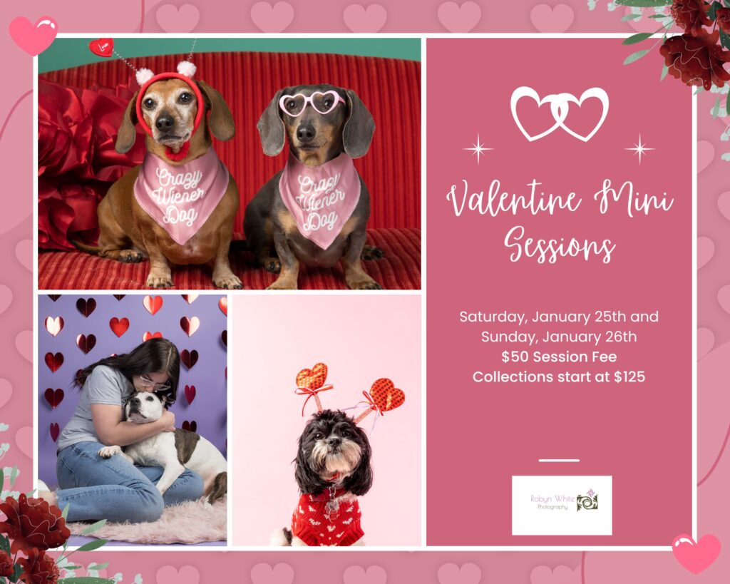 A graphic featuring animals dressed up in Valentine's attire. The text gives the dates of the mini sessions (1/25 and 1/26) and the prices: $50 session fee and collections start at $125