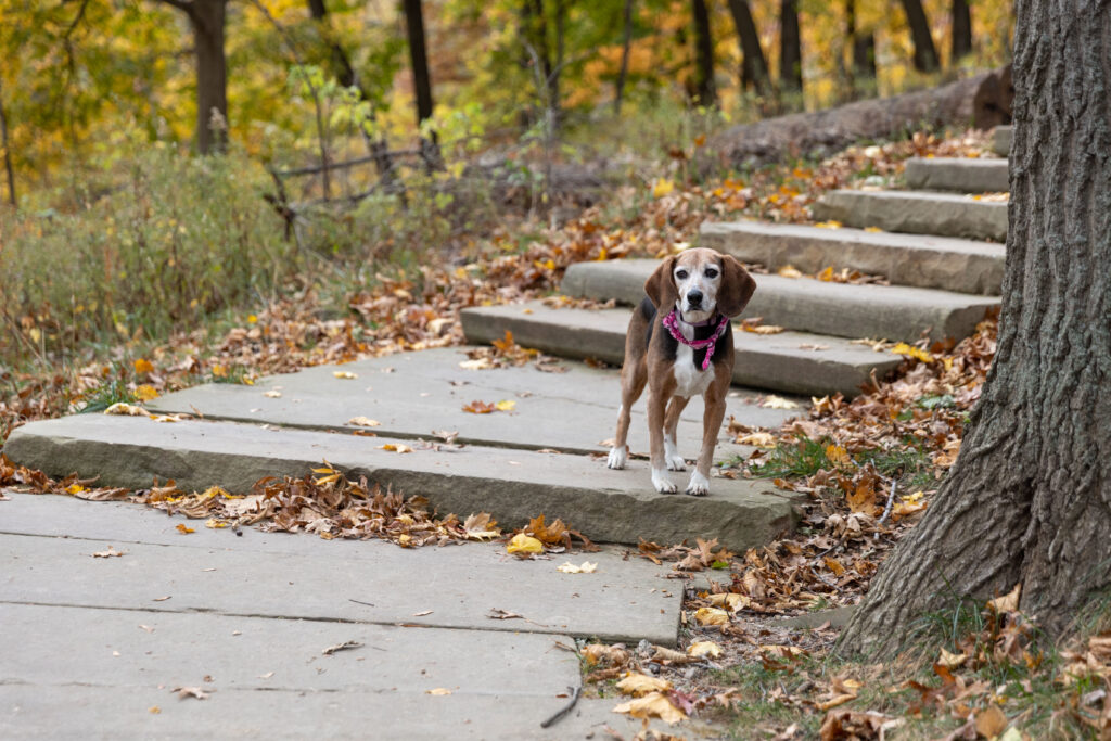 A dog is standing on a staircase in the Cleveland Metroparks. Now the leash and human hand are removed.