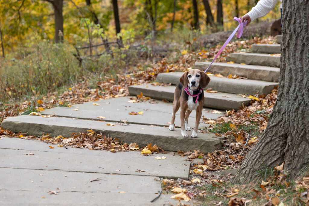 A dog is standing on a staircase in the Cleveland Metroparks, with leash attached and a human hand holding it.