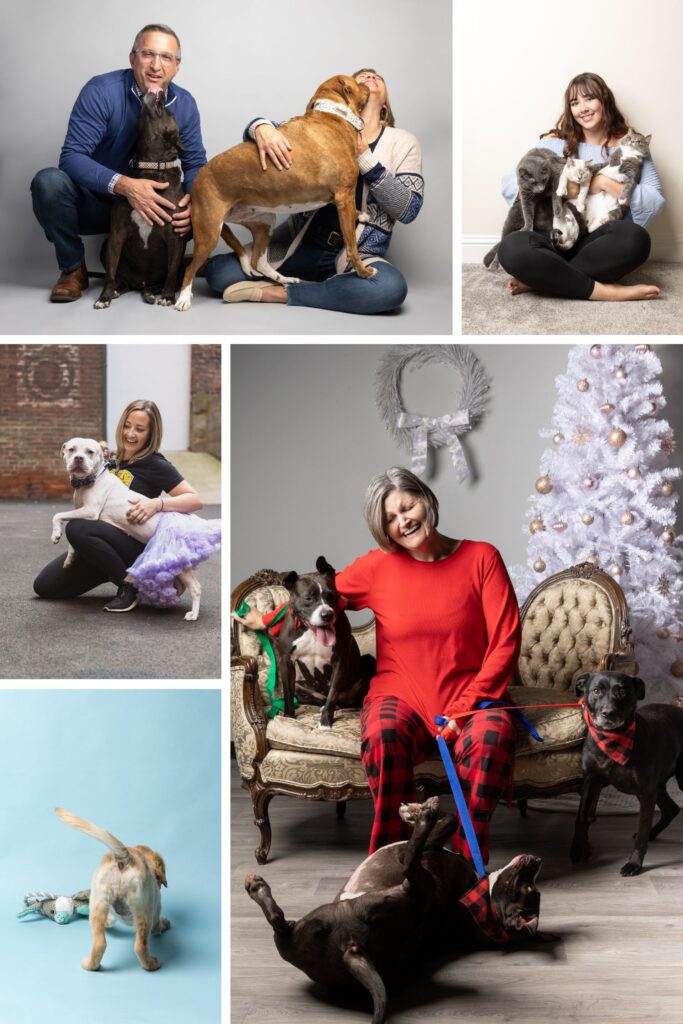 There are a variety of images here, most of people with their dogs and cats, and none of the animals are doing a sit/stay.