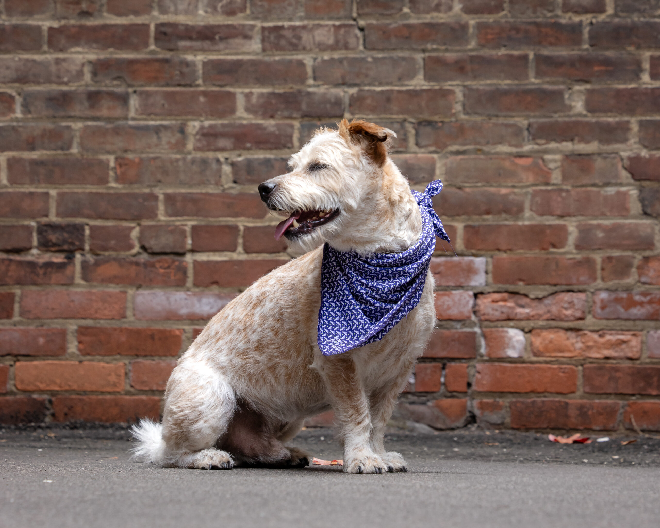 Formerly anxious dog now confidently posing next to a brick wall.