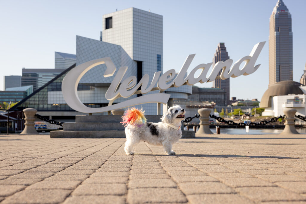 A small white dog stands in front of the "Cleveland" sign outside of the Rock and Roll Hall of Fame. 