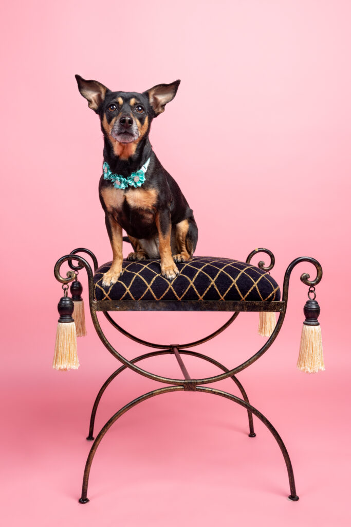 A small black and tan dog sits on a stool in front of a pink backdrop