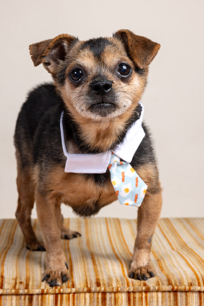 A small black and tan dog wearing a tie stands on a striped footstool