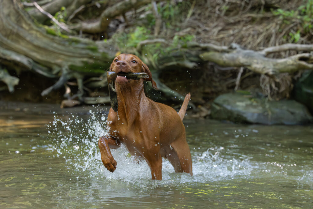 Dog is running through water carrying a stick in the Westcreek area of Cleveland Ohio