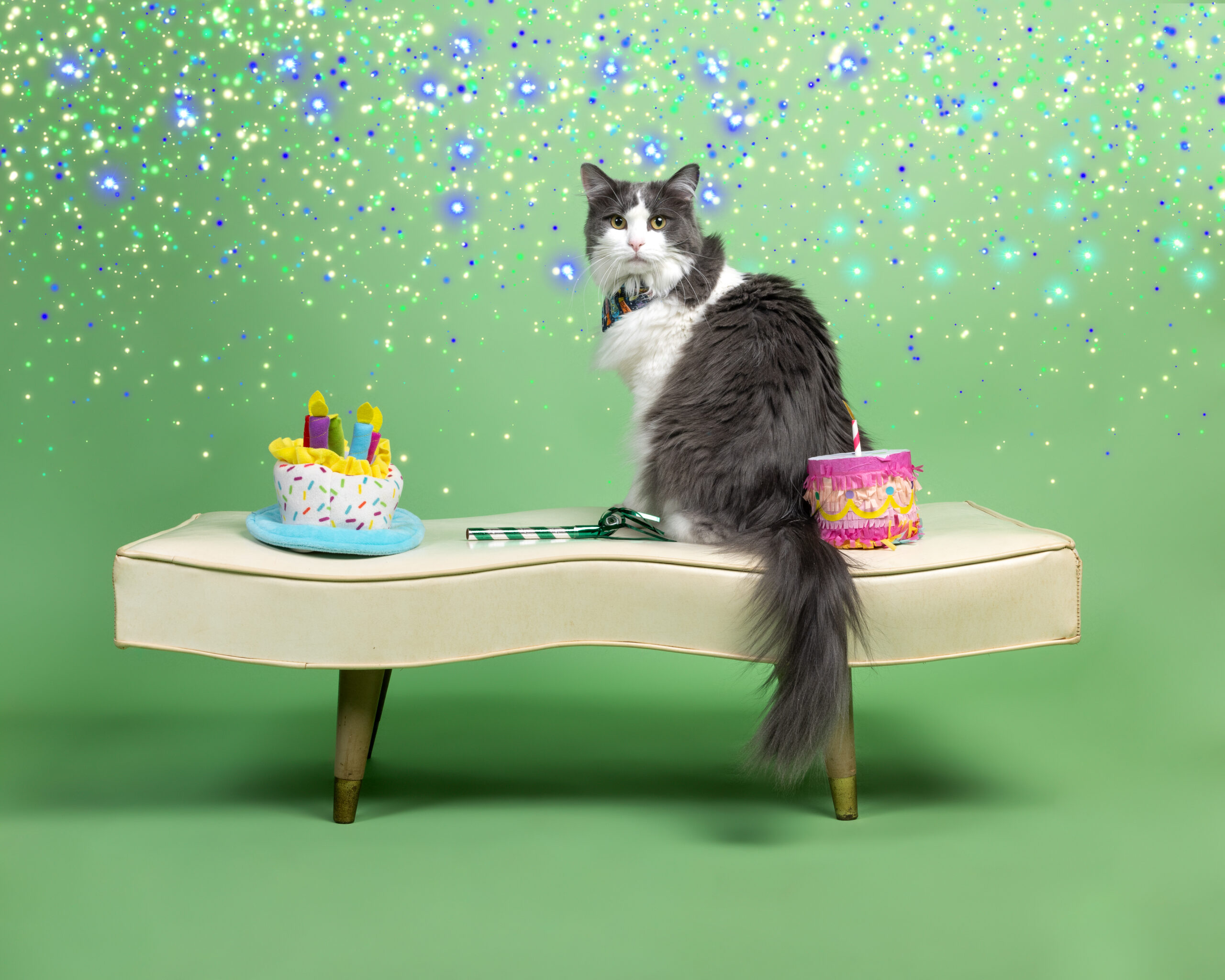Fluffy cat sitting on a bench with party props.
