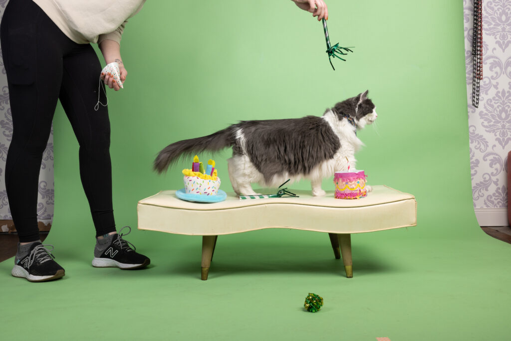 Fluffy cat on a green backdrop surrounded by toys. The body of a human is behind him trying to get his attention.
