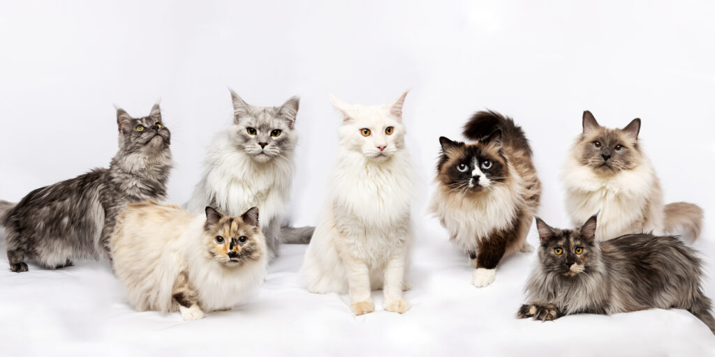 A composite of 7 cats photographed near Cleveland Ohio. Some of these cats didn't get along with one another so I had to photograph them in shifts and add them together in one image afterwards.