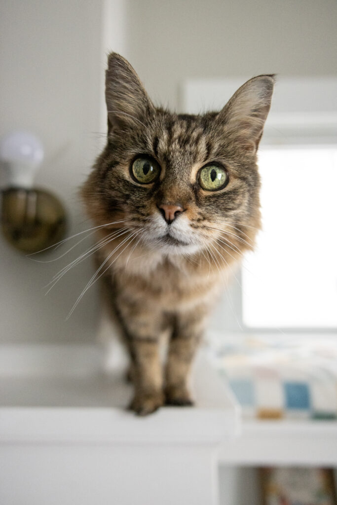 A brown tabby cat is standing on a fireplace mantle and looking directly into the camera.