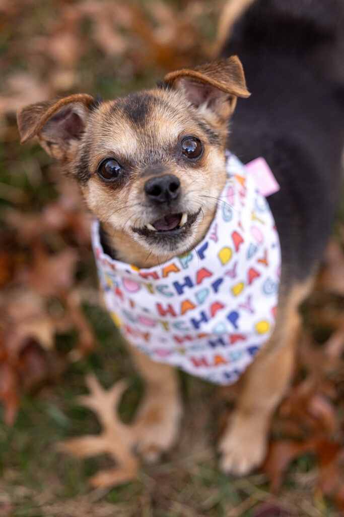 A small dog is wearing a "Gotcha Day" bandana from StellaLoo.
