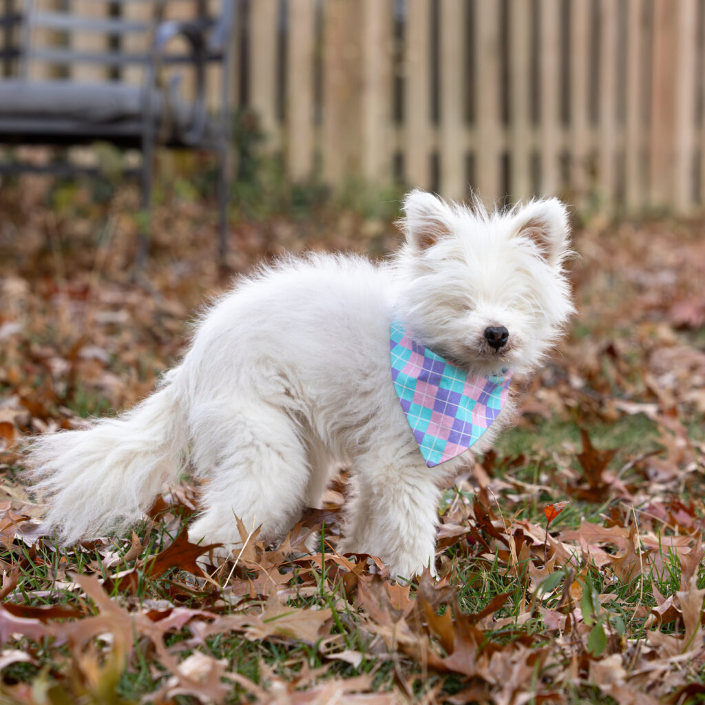 A small white fluffy dog is wearing a pink and blue checkered bandana from StellaLoo.