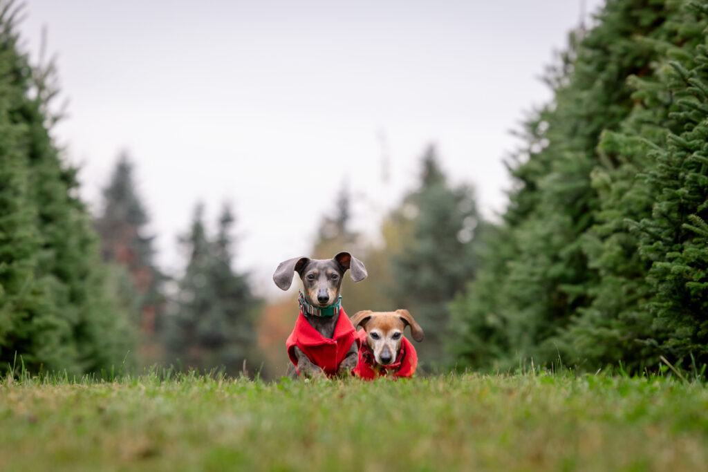Ruby and Layla, two miniature dachshunds run through a row of Christmas trees. Located outside of Cleveland Ohio.