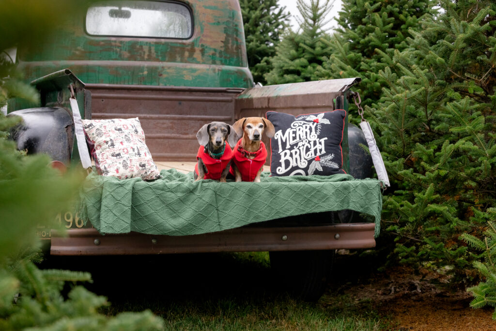 Ruby and Layla, two miniature dachshunds pose on the bed of an old truck with Christmas trees on the sides. Located outside of Cleveland Ohio.