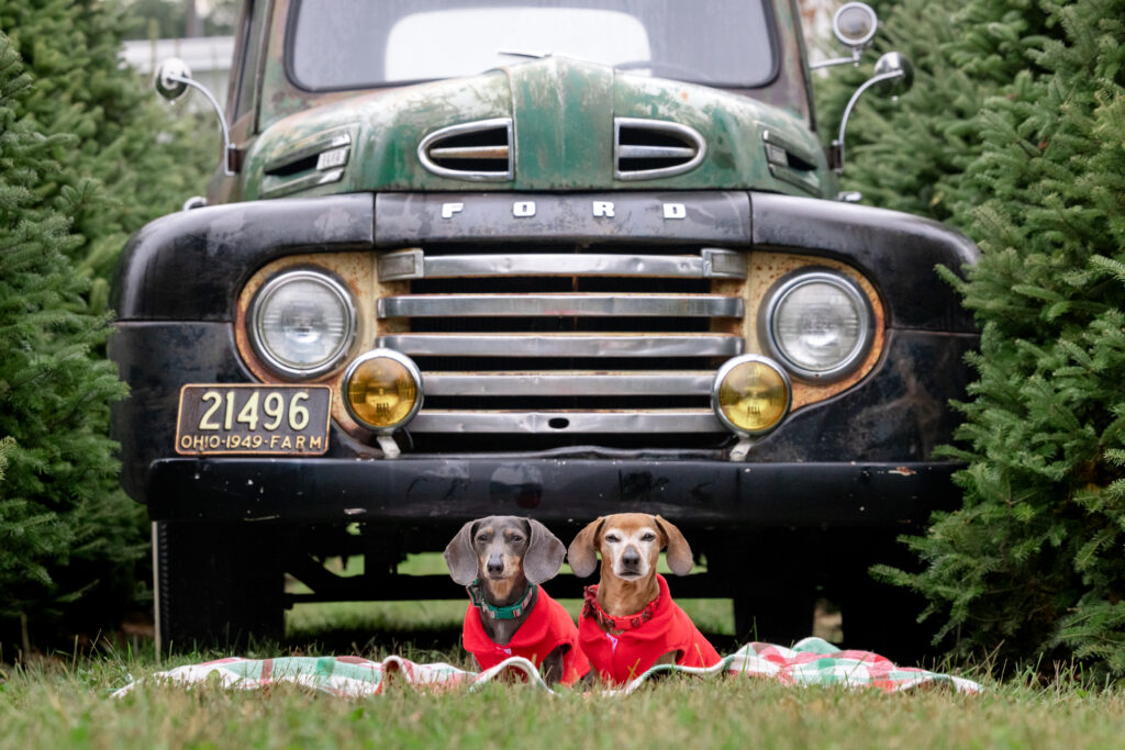 Ruby and Layla, two miniature dachshunds pose in front of an old truck with Christmas trees on the sides. Located outside of Cleveland Ohio.