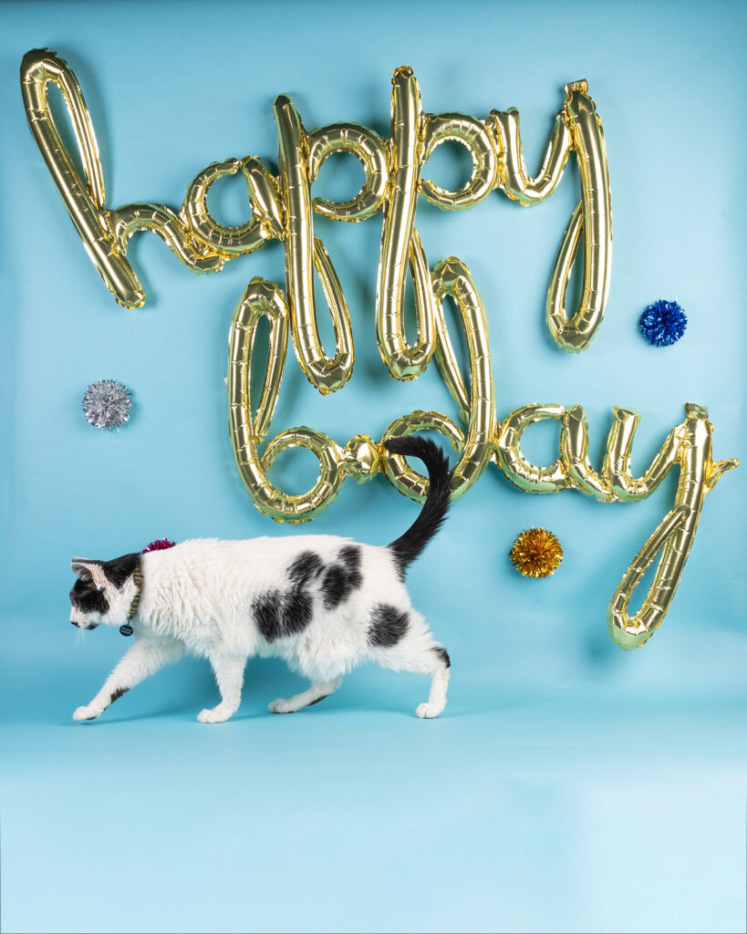 A cat walks across a blue backdrop with balloons spelling "happy birthday" in a Cleveland Ohio studio