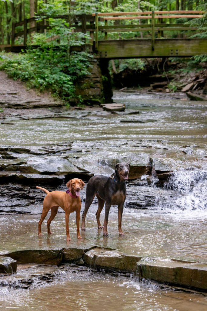 Two dogs, one brown, one grey, are standing on a rock just below a small waterfall at Bridal Veil Falls outside of Cleveland Ohio.