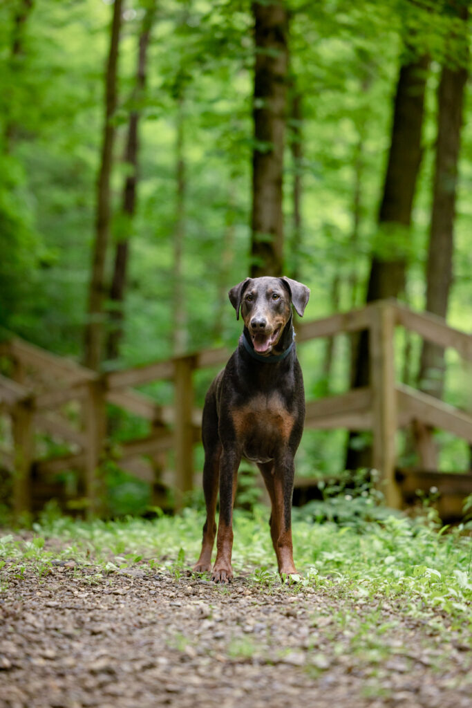 A grey dog is standing in the middle of the woods in the Bedford Reservation. A wooden fence is behind him.
