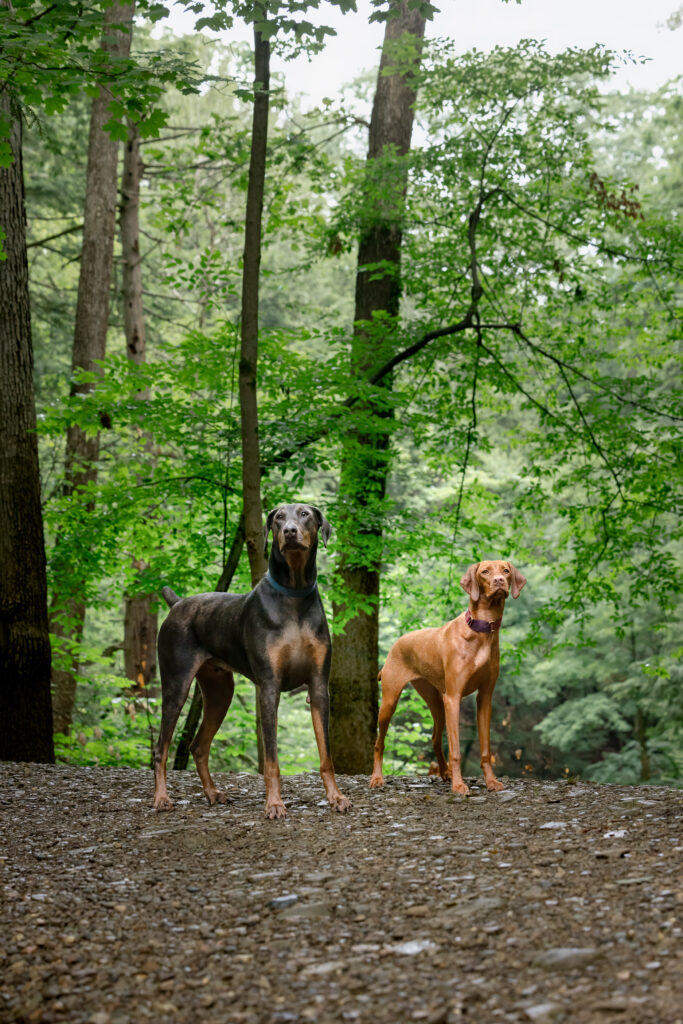 A grey dog and Brown dog are standing in the forest.