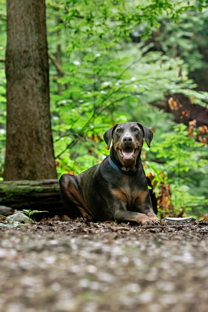 A grey dog lays next to a log in the forest outside of Cleveland Ohio.