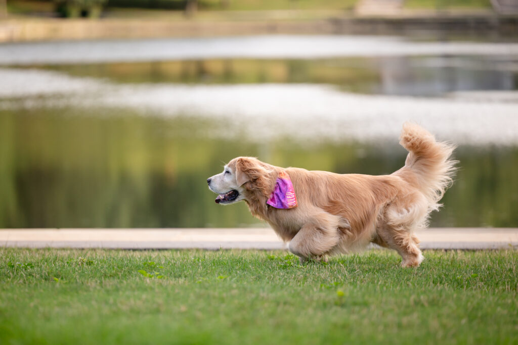 A golden retriever is running left just outside of Wade Oval Lagoon in Cleveland Ohio.