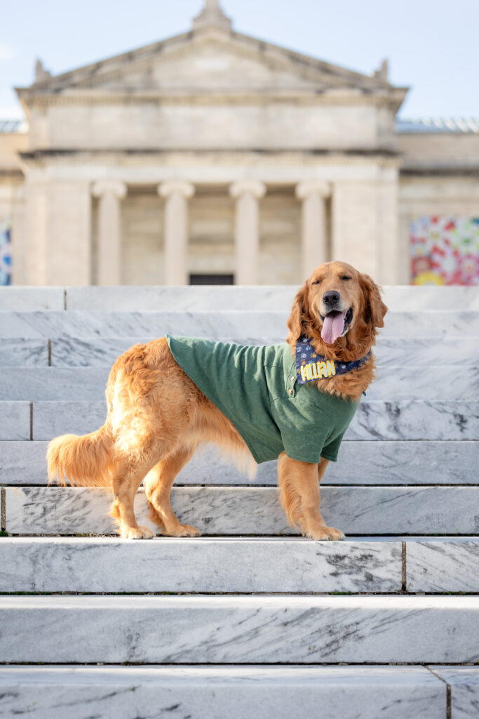 A golden retriever is standing on steps outside of the Cleveland Museum of Art.