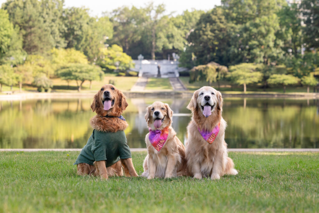 Three golden retrievers are sitting and facing the camera at Wade Oval Lagoon in Cleveland Ohio.