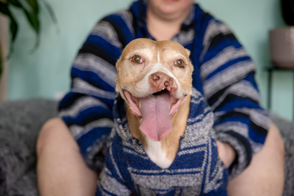 Up-close photo of a senior pitbull with her mouth open and ears back during her in-home photo session in Cleveland, Ohio.