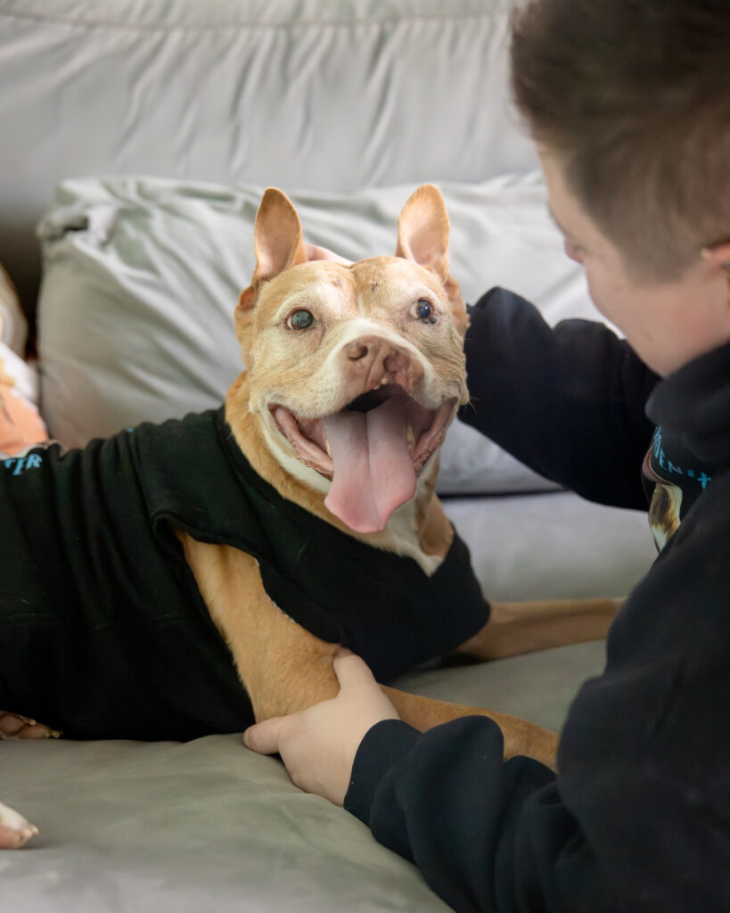 In-home photo session in Cleveland, Ohio with a pitbull and her humans. The pitbull is facing the camera and her human is holding up her ears.