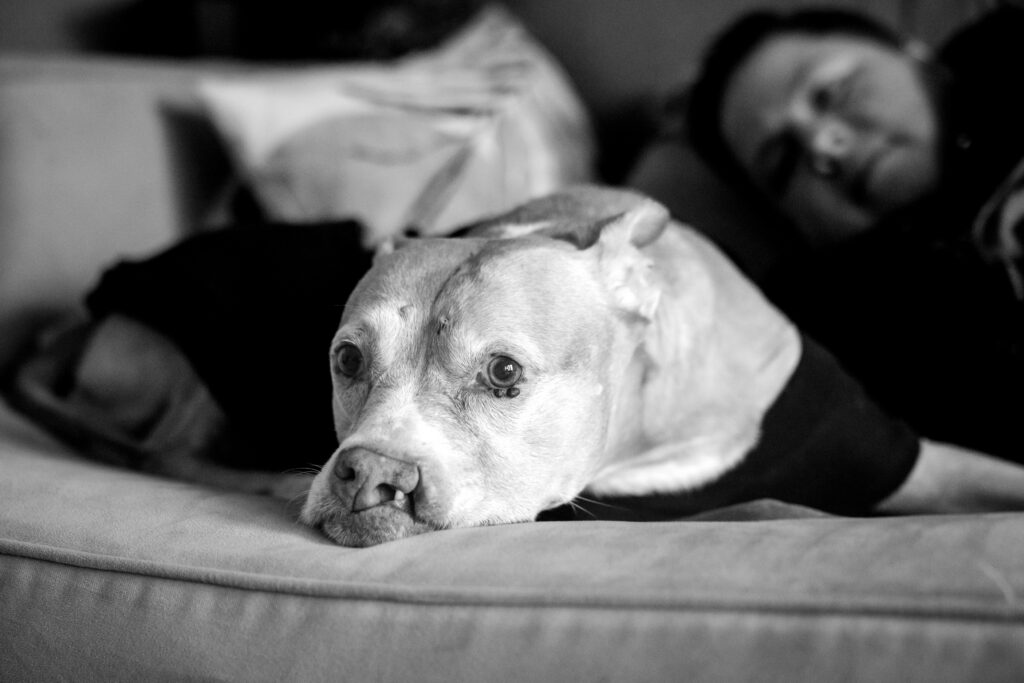 Black and white photo of a pit bull type dog with a cleft lip lying on a sofa during an in-home photo session in Cleveland, Ohio. Her human is out of focus behind her.