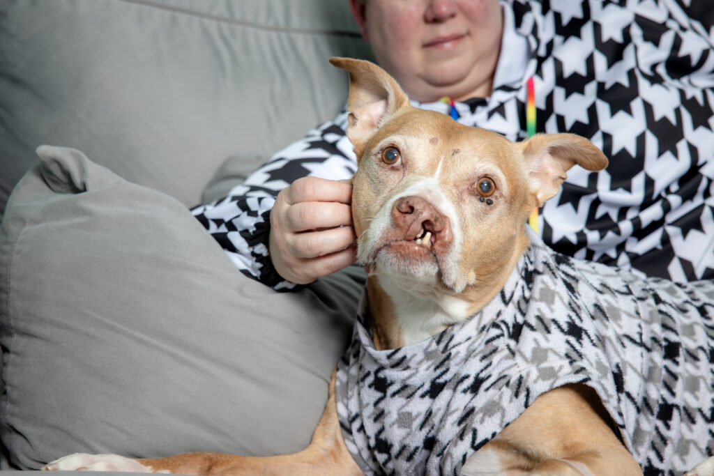 In-home photo session in Cleveland, Ohio with a senior pitbull and her mom lying on the couch. They are wearing matching houndstooth sweaters.