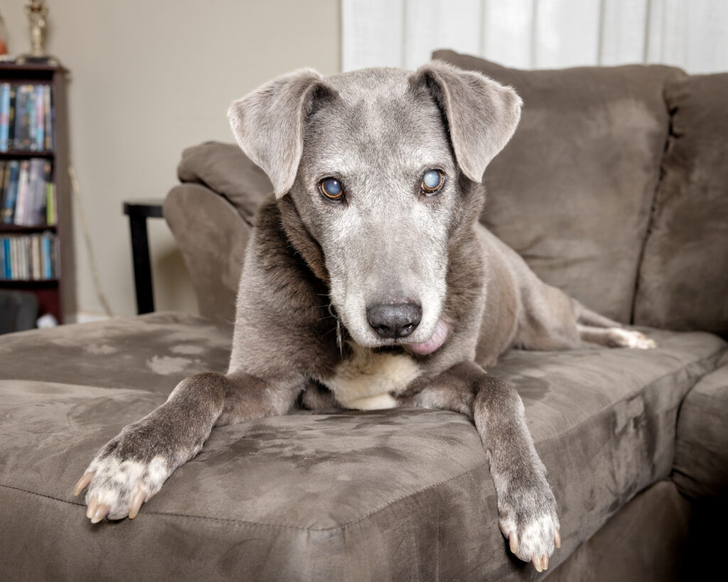 During an in-home session in Lakewood Ohio, a senior Weimaraner is lying on the couch and looking at the camera. He has cataracts in both eyes.