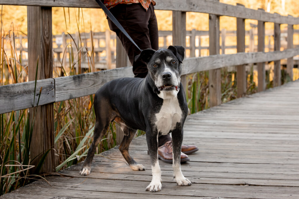 A senior black and white pitbull is standing on a boardwalk in the Cleveland metroparks. His dad is standing behind him.