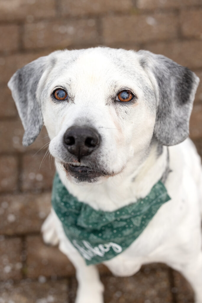 A senior white dog is looking up at the camera for a close-up shot. His lip is stuck on his teeth and he's wearing a green bandana.